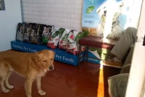 Cl&iacute;nica Veterinaria Oncovet (Plaza Maip&uacute;)