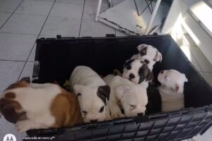 Clínica Veterinaria Oscar Manuel Moraga Moya