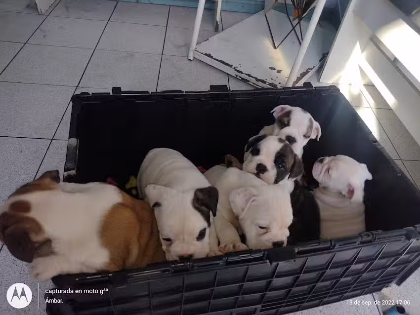 Cl&iacute;nica Veterinaria Oscar Manuel Moraga Moya