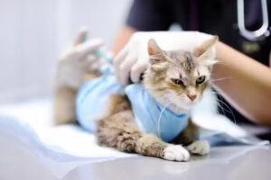 Cl&iacute;nica Veterinaria Pac&iacute;fico Sur