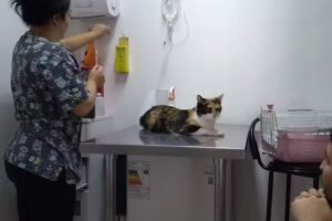 Cl&iacute;nica Veterinaria Parque Bustamante
