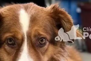 Clínica Veterinaria Patagonia