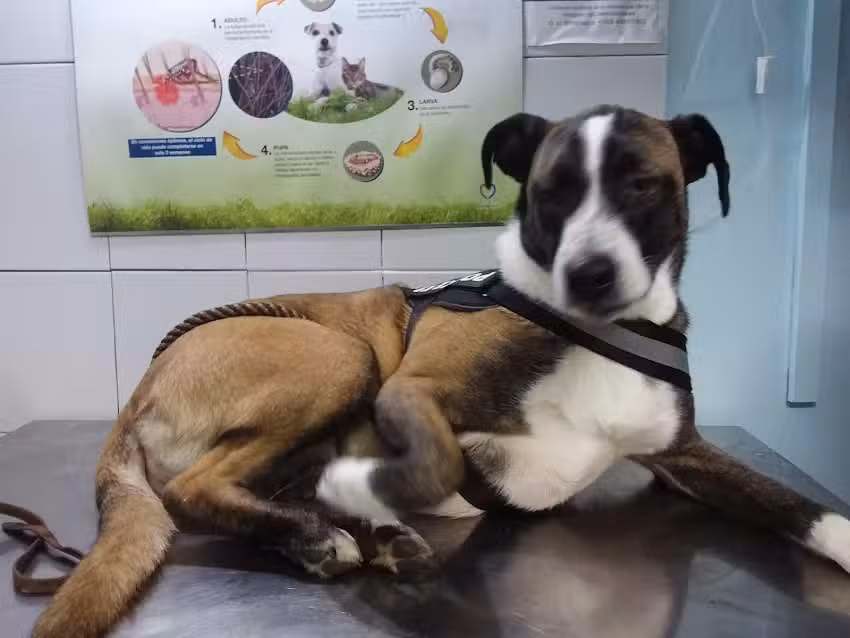 Clinica veterinaria PATITAS NEGRAS