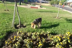 Clinica Veterinaria PET SALUD Talca