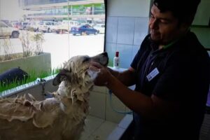 Cl&iacute;nica Veterinaria Puppy Land Arica