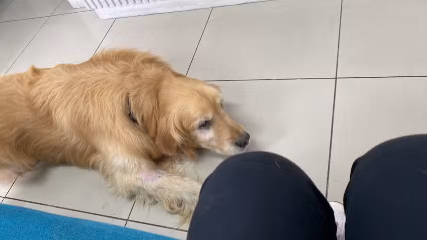 Cl&iacute;nica Veterinaria Redvet