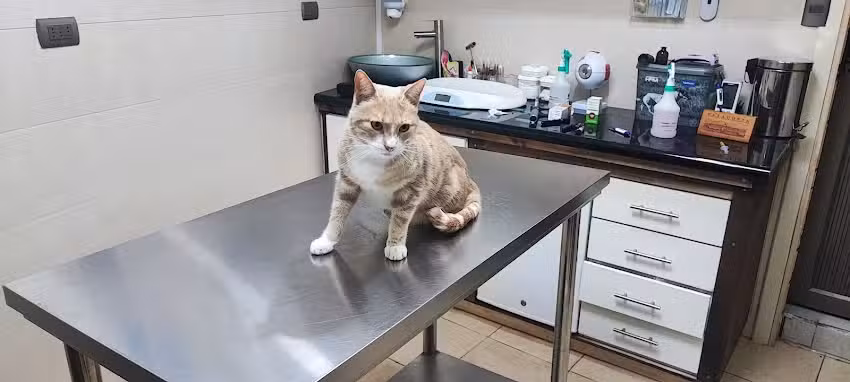 Clinica Veterinaria Rio Bueno