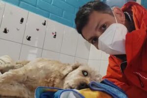 Clinica Veterinaria Santa Gema