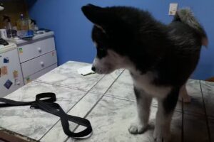 Clinica Veterinaria Santa Maria