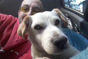 Cl&iacute;nica Veterinaria Santiago Centro SALUDANIMAL