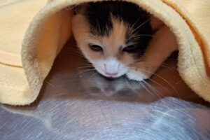 Cl&iacute;nica Veterinaria Teniente Cruz