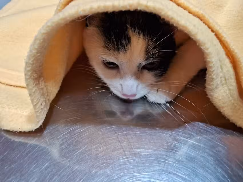 Cl&iacute;nica Veterinaria Teniente Cruz