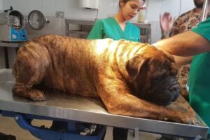 Clínica Veterinaria Tobalaba