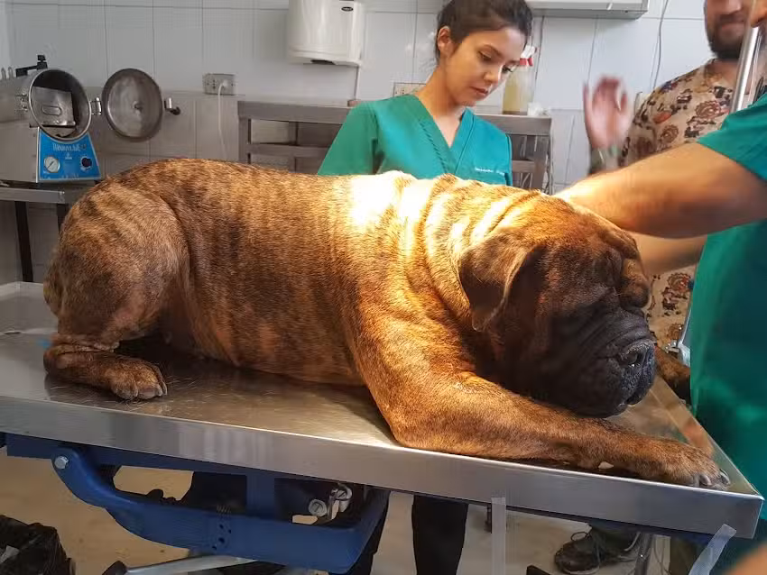 Cl&iacute;nica Veterinaria Tobalaba