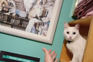 Clinica Veterinaria UNIVERZOO CVU