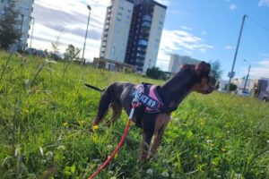 Clinica Veterinaria Vanguardia vet