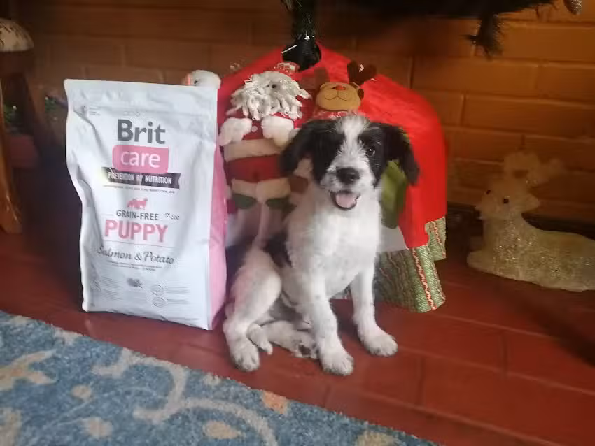 Clinica Veterinaria Vanyvet