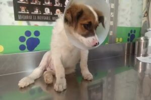 Cl&iacute;nica Veterinaria Vet Help