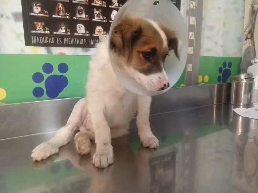 Cl&iacute;nica Veterinaria Vet Help