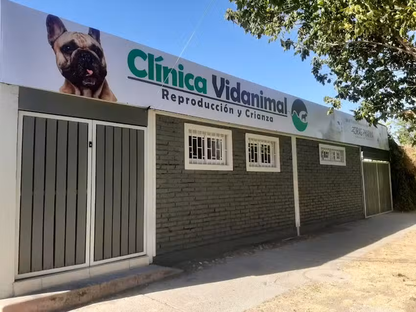 CLINICA VETERINARIA VIDANIMAL