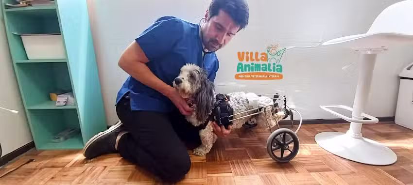 Cl&iacute;nica Veterinaria Villa Animalia