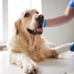 Cl&iacute;nica Veterinaria VitaVet