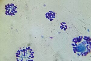 Cl&iacute;nica Veterinaria Yungay