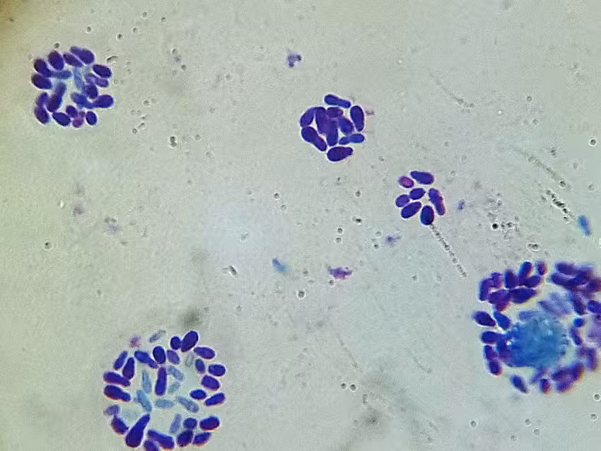 Cl&iacute;nica Veterinaria Yungay