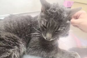 Clinica y Farmacia Veterinaria Angel Guardian