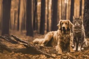 COMERCIAL RIVEM EIRL