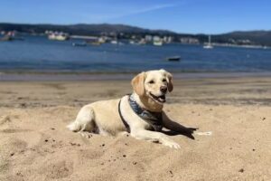 Comida para mascotas La Nonita