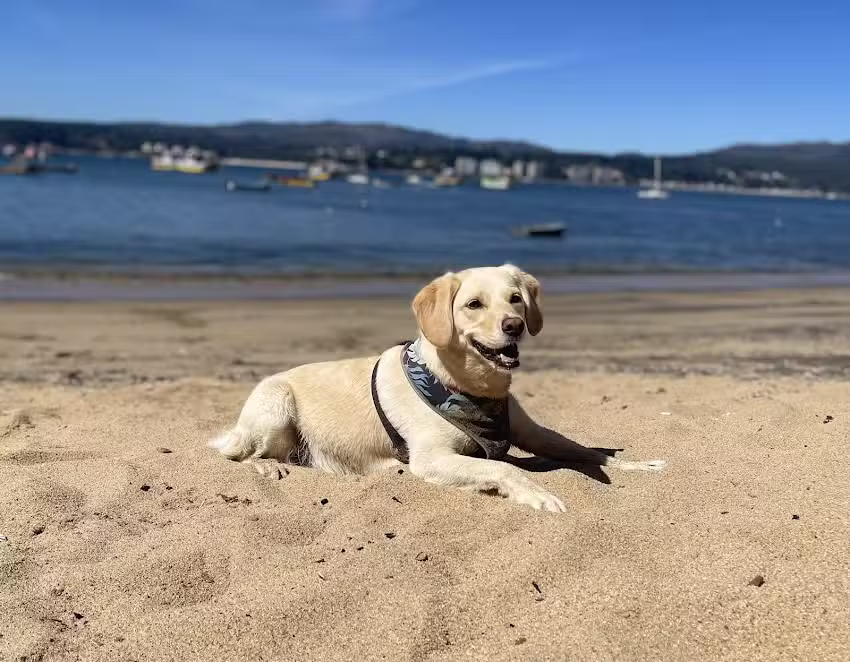 Comida para mascotas La Nonita