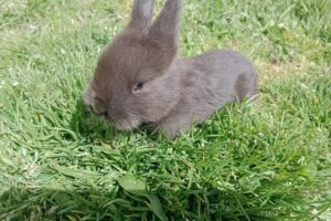 Conejos San Patricio