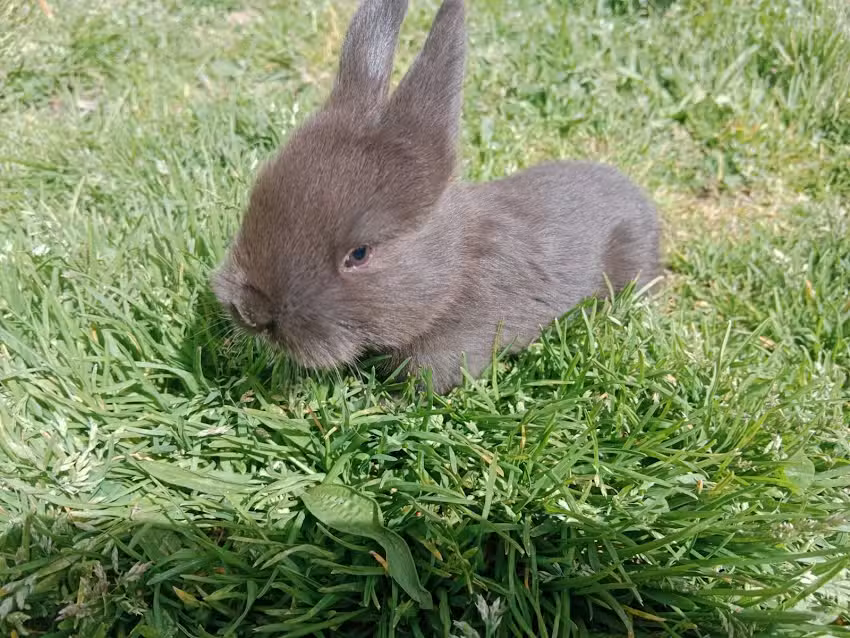 Conejos San Patricio