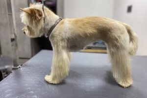 CONSINTIENDO A TU MASCOTA CHILE