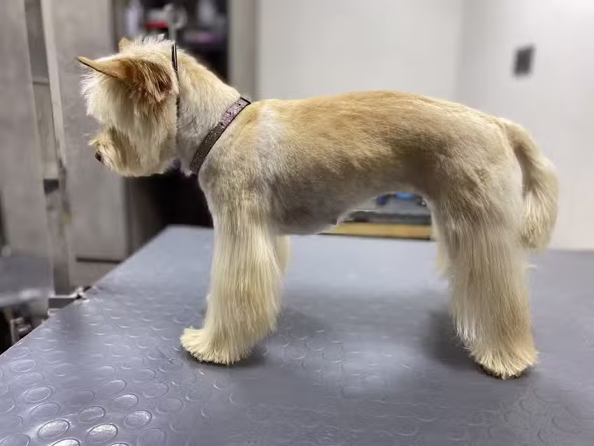 CONSINTIENDO A TU MASCOTA CHILE