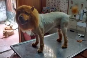 Consulta Veterinaria Planeta Animal Huechuraba