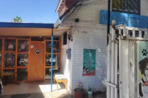 Consulta Veterinaria Tin Tin