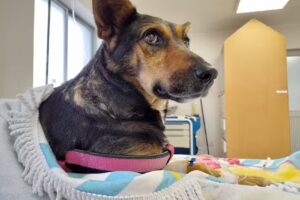 Consultorio Veterinario Penco