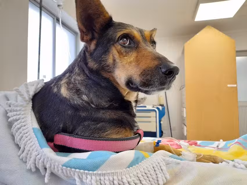 Consultorio Veterinario Penco