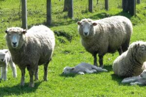 Corderos Hacienda Alameda