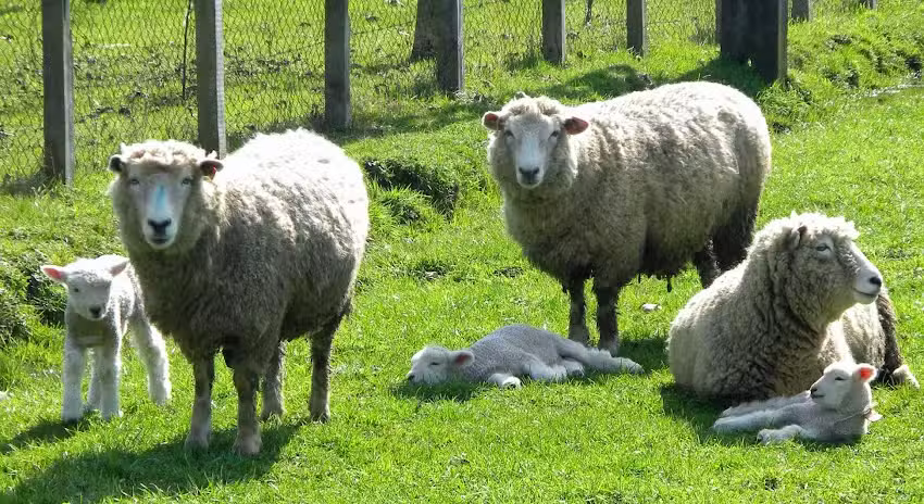 Corderos Hacienda Alameda