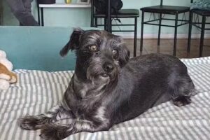 Corporaci&oacute;n Guau Da