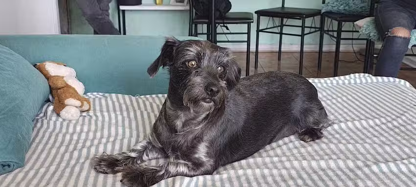 Corporaci&oacute;n Guau Da