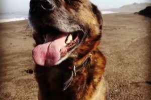 Crematorio de Mascotas Farcovet