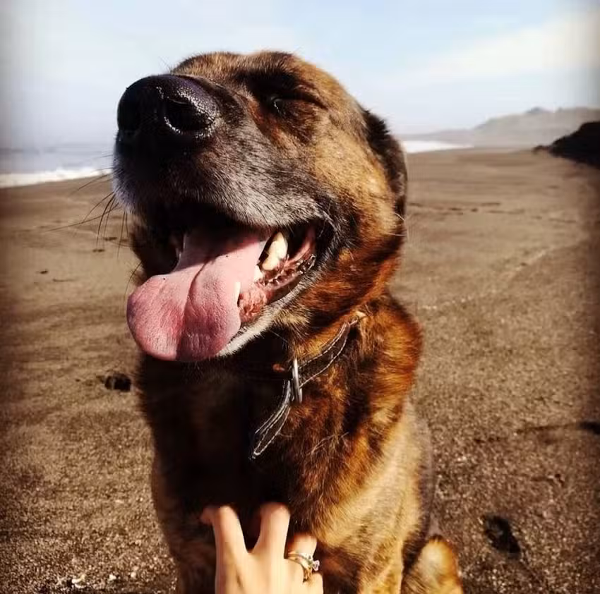 Crematorio de Mascotas Farcovet