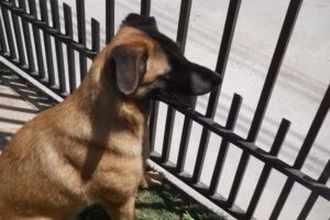 Crematorio de Mascotas La Serena