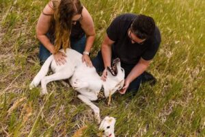 Crematorio de Mascotas Ovalle