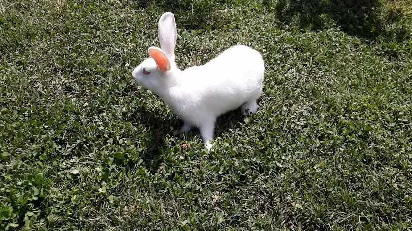 CRIADERO DE CONEJOS LONQUEN