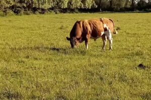 Criadero Los Becerritos